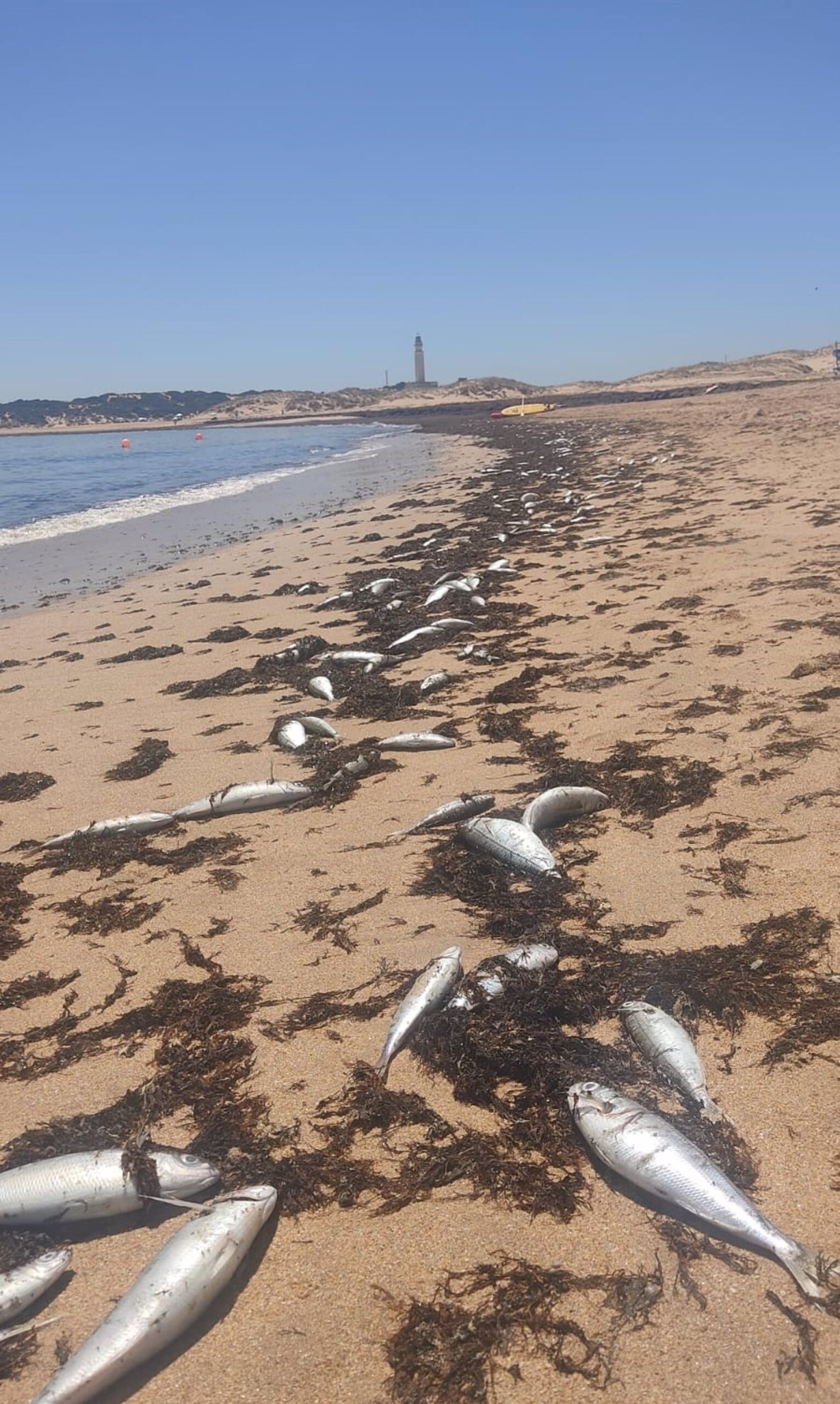 Aparecen Cientos De Peces Muertos En La Orilla De Una De Las Playas De